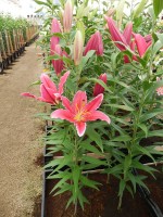 [4361 Kings Cross DJ No101.JPG]